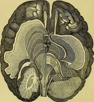 An illustration from Electrical-psychology or the electrical philosophy of mental impressions / from the works of J.B. Dods and J.S. Grimes ; revised and edited by H.G. Darling. (1851)