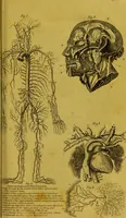 An illustration from Management and diseases of infants, under the influence of the climate of India : being instructions to mothers and parents, in situations where medical aid is not to be obtained, and a guide to medical men, inexperienced in the nursery and the treatment of tropical infantile disease. Illustrated by coloured plates / by Frederick Corbyn. (1828)