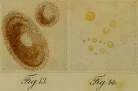 An illustration from Management and diseases of infants, under the influence of the climate of India : being instructions to mothers and parents, in situations where medical aid is not to be obtained, and a guide to medical men, inexperienced in the nursery and the treatment of tropical infantile disease. Illustrated by coloured plates / by Frederick Corbyn. (1828)