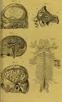 An illustration from Management and diseases of infants, under the influence of the climate of India : being instructions to mothers and parents, in situations where medical aid is not to be obtained, and a guide to medical men, inexperienced in the nursery and the treatment of tropical infantile disease. Illustrated by coloured plates / by Frederick Corbyn. (1828)