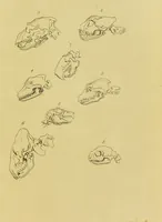 An illustration from Essays on physiognomy : designed to promote the knowledge and the love of mankind / written in the German language by John Caspar Lavater ; and translated into English by Thomas Holcroft ; to which are added, One hundred physiognomonical rules, a posthumous work by Mr. Lavater ; and memoirs of the life of the author, compiled principally from the life of Lavater, by G. Gessner. (1848)