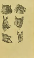 An illustration from Essays on physiognomy : designed to promote the knowledge and the love of mankind / written in the German language by John Caspar Lavater ; and translated into English by Thomas Holcroft ; to which are added, One hundred physiognomonical rules, a posthumous work by Mr. Lavater ; and memoirs of the life of the author, compiled principally from the life of Lavater, by G. Gessner. (1848)