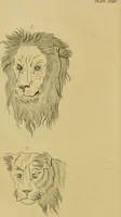 An illustration from Essays on physiognomy : designed to promote the knowledge and the love of mankind / written in the German language by John Caspar Lavater ; and translated into English by Thomas Holcroft ; to which are added, One hundred physiognomonical rules, a posthumous work by Mr. Lavater ; and memoirs of the life of the author, compiled principally from the life of Lavater, by G. Gessner. (1848)