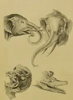 An illustration from Essays on physiognomy : designed to promote the knowledge and the love of mankind / written in the German language by John Caspar Lavater ; and translated into English by Thomas Holcroft ; to which are added, One hundred physiognomonical rules, a posthumous work by Mr. Lavater ; and memoirs of the life of the author, compiled principally from the life of Lavater, by G. Gessner. (1848)