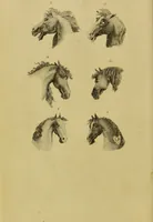 An illustration from Essays on physiognomy : designed to promote the knowledge and the love of mankind / written in the German language by John Caspar Lavater ; and translated into English by Thomas Holcroft ; to which are added, One hundred physiognomonical rules, a posthumous work by Mr. Lavater ; and memoirs of the life of the author, compiled principally from the life of Lavater, by G. Gessner. (1848)