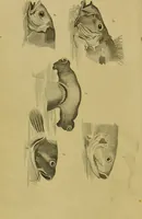An illustration from Essays on physiognomy : designed to promote the knowledge and the love of mankind / written in the German language by John Caspar Lavater ; and translated into English by Thomas Holcroft ; to which are added, One hundred physiognomonical rules, a posthumous work by Mr. Lavater ; and memoirs of the life of the author, compiled principally from the life of Lavater, by G. Gessner. (1848)