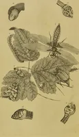 An illustration from Essays on physiognomy : designed to promote the knowledge and the love of mankind / written in the German language by John Caspar Lavater ; and translated into English by Thomas Holcroft ; to which are added, One hundred physiognomonical rules, a posthumous work by Mr. Lavater ; and memoirs of the life of the author, compiled principally from the life of Lavater, by G. Gessner. (1848)