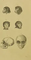 An illustration from Essays on physiognomy : designed to promote the knowledge and the love of mankind / written in the German language by John Caspar Lavater ; and translated into English by Thomas Holcroft ; to which are added, One hundred physiognomonical rules, a posthumous work by Mr. Lavater ; and memoirs of the life of the author, compiled principally from the life of Lavater, by G. Gessner. (1848)