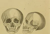 An illustration from Essays on physiognomy : designed to promote the knowledge and the love of mankind / written in the German language by John Caspar Lavater ; and translated into English by Thomas Holcroft ; to which are added, One hundred physiognomonical rules, a posthumous work by Mr. Lavater ; and memoirs of the life of the author, compiled principally from the life of Lavater, by G. Gessner. (1848)