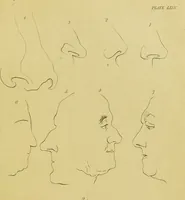 An illustration from Essays on physiognomy : designed to promote the knowledge and the love of mankind / written in the German language by John Caspar Lavater ; and translated into English by Thomas Holcroft ; to which are added, One hundred physiognomonical rules, a posthumous work by Mr. Lavater ; and memoirs of the life of the author, compiled principally from the life of Lavater, by G. Gessner. (1848)