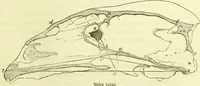 Picture 2 of 11 from Zur Morphologie des Säugethier-Schädels : eine vergleichend-anatomische Untersuchung / von Johann Christian Gustav Lucae. (1872), leaf 11