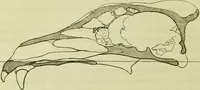 An illustration from Zur Morphologie des Säugethier-Schädels : eine vergleichend-anatomische Untersuchung / von Johann Christian Gustav Lucae. (1872)