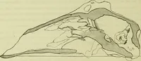 An illustration from Zur Morphologie des Säugethier-Schädels : eine vergleichend-anatomische Untersuchung / von Johann Christian Gustav Lucae. (1872)