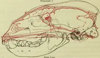 An illustration from Zur Morphologie des Säugethier-Schädels : eine vergleichend-anatomische Untersuchung / von Johann Christian Gustav Lucae. (1872)