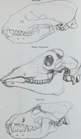 An illustration from Zur Morphologie des Säugethier-Schädels : eine vergleichend-anatomische Untersuchung / von Johann Christian Gustav Lucae. (1872)
