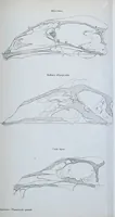 An illustration from Zur Morphologie des Säugethier-Schädels : eine vergleichend-anatomische Untersuchung / von Johann Christian Gustav Lucae. (1872)