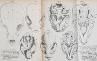 Picture 9 of 11 from Zur Morphologie des Säugethier-Schädels : eine vergleichend-anatomische Untersuchung / von Johann Christian Gustav Lucae. (1872), leaf 41