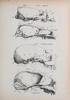 An illustration from Zur Morphologie des Säugethier-Schädels : eine vergleichend-anatomische Untersuchung / von Johann Christian Gustav Lucae. (1872)