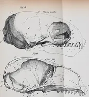 An illustration from Zur Morphologie des Säugethier-Schädels : eine vergleichend-anatomische Untersuchung / von Johann Christian Gustav Lucae. (1872)