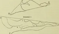 An illustration from Zur Morphologie des Säugethier-Schädels : eine vergleichend-anatomische Untersuchung / von Johann Christian Gustav Lucae. (1872)