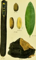 An illustration from A manual of vegetable materia medica / by George S.V. Wills. (1883)