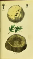 An illustration from A manual of vegetable materia medica / by George S.V. Wills. (1883)