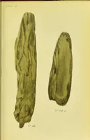 An illustration from A manual of vegetable materia medica / by George S.V. Wills. (1883)