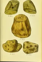 An illustration from A manual of vegetable materia medica / by George S.V. Wills. (1883)