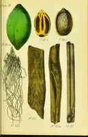 An illustration from A manual of vegetable materia medica / by George S.V. Wills. (1883)