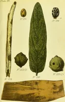 An illustration from A manual of vegetable materia medica / by George S.V. Wills. (1883)