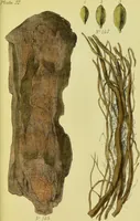 An illustration from A manual of vegetable materia medica / by George S.V. Wills. (1883)