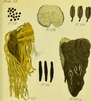 An illustration from A manual of vegetable materia medica / by George S.V. Wills. (1883)