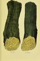 Picture 2 of 18 from A manual of vegetable materia medica / by George S.V. Wills. (1883), leaf 43