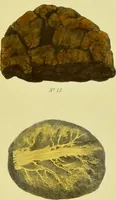 Picture 3 of 18 from A manual of vegetable materia medica / by George S.V. Wills. (1883), leaf 51