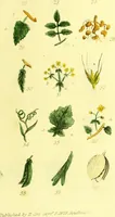 An illustration from An introduction to medical botany : illustrated with coloured figures / by Thomas Castle, F.L.S. (1829)