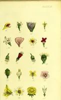 An illustration from An introduction to medical botany : illustrated with coloured figures / by Thomas Castle, F.L.S. (1829)