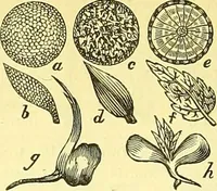An illustration from A series of botanical tables, and tables of the materia medica, designed for the use of students preparing for examination at Apothecaries' Hall : illustrated with numerous engravings on wood, and four coloured medico-botanical maps of Europe, Asia, Africa, and America, showing the geographical situation of all the plants of the Pharmacopœia / by W. K. Toase. (1835)