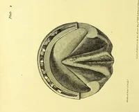 An illustration from Observations on the structure, œconomy, and diseases of the foot of the horse, and on the principles and practice of shoeing / by Edward Coleman. (1798)