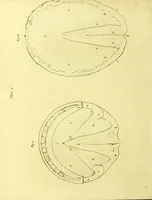 An illustration from Observations on the structure, œconomy, and diseases of the foot of the horse, and on the principles and practice of shoeing / by Edward Coleman. (1798)
