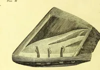 An illustration from Observations on the structure, œconomy, and diseases of the foot of the horse, and on the principles and practice of shoeing / by Edward Coleman. (1798)