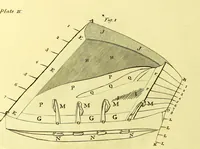 An illustration from Observations on the structure, œconomy, and diseases of the foot of the horse, and on the principles and practice of shoeing / by Edward Coleman. (1798)