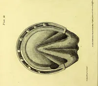 An illustration from Observations on the structure, œconomy, and diseases of the foot of the horse, and on the principles and practice of shoeing / by Edward Coleman. (1798)