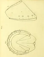 An illustration from Observations on the structure, œconomy, and diseases of the foot of the horse, and on the principles and practice of shoeing / by Edward Coleman. (1798)