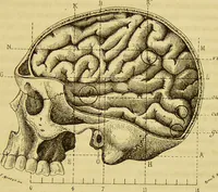 An illustration from Le magnétisme animal / par Alfred Binet et Ch. Féré. (1887)