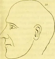 An illustration from Elements of phrenology / by George Combe. (1836)