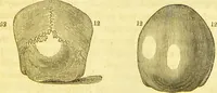 An illustration from Elements of phrenology / by George Combe. (1836)