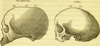 An illustration from Elements of phrenology / by George Combe. (1836)