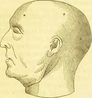 An illustration from Elements of phrenology / by George Combe. (1836)