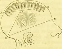 An illustration from Elements of phrenology / by George Combe. (1836)
