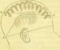 An illustration from Elements of phrenology / by George Combe. (1836)